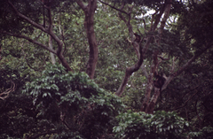 Piliocolobus tephrosceles