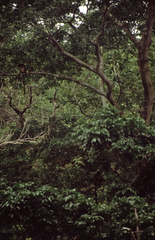 Piliocolobus tephrosceles