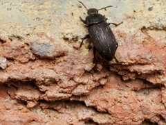 Tenebrioninae