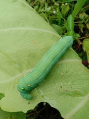 Hippotion celerio