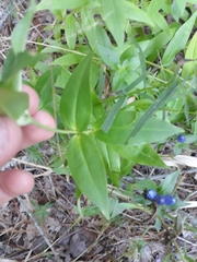 Gentiana clausa