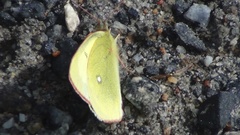 Colias palaeno