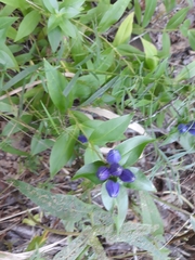 Gentiana clausa