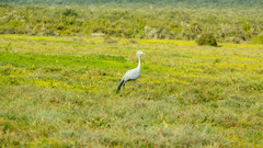 Anthropoides paradiseus