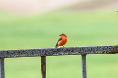 Pyrocephalus rubinus