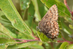 Callophrys eryphon