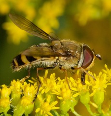 Syrphus torvus