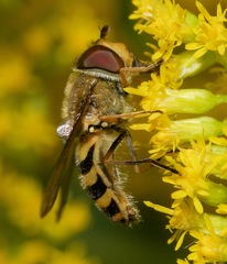 Syrphus torvus