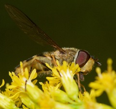 Syrphus torvus