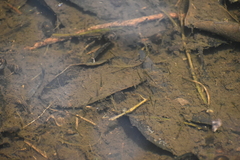 Vertebrata