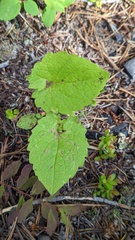 Arnica cordifolia