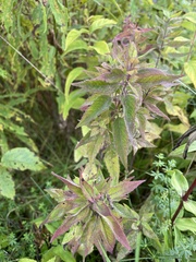 Monarda fistulosa