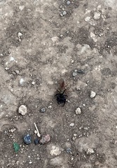 Pompiloidea