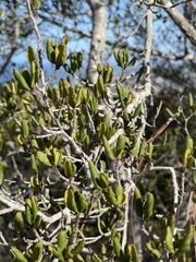 Cercocarpus minutiflorus
