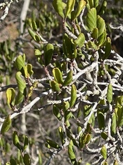 Cercocarpus minutiflorus