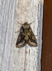 Allophyes oxyacanthae