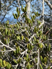 Cercocarpus minutiflorus
