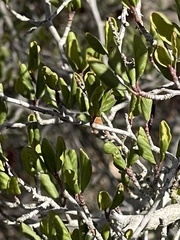 Cercocarpus minutiflorus