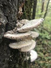 Rigidoporus populinus