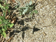 Chlosyne lacinia crocale