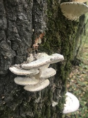 Rigidoporus populinus