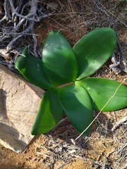 Brunsvigia bosmaniae