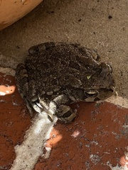 Sclerophrys capensis