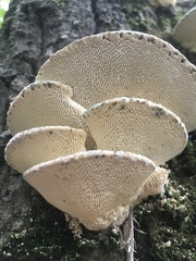 Rigidoporus populinus