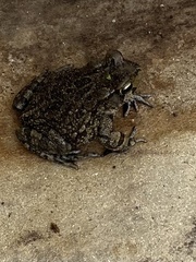 Sclerophrys capensis