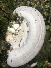 Rigidoporus populinus
