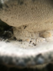 Rigidoporus populinus