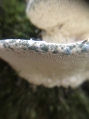 Rigidoporus populinus