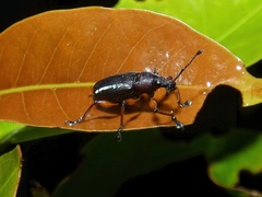 Chauliopleurus adipatus