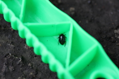 Pangaeus bilineatus