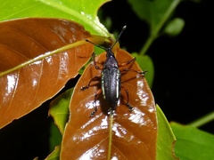 Chauliopleurus adipatus