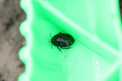 Pangaeus bilineatus