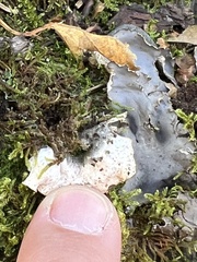 Peltigera neopolydactyla