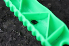 Pangaeus bilineatus