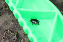 Pangaeus bilineatus