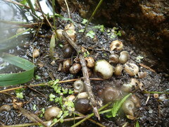 Planorbella trivolvis