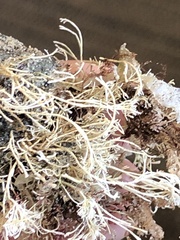 Corallina officinalis