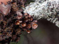 Tuckermanopsis platyphylla