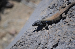 Gallotia galloti