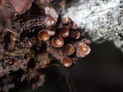 Tuckermanopsis platyphylla