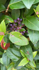 Viburnum tinus