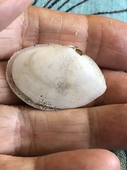 Rexithaerus secta