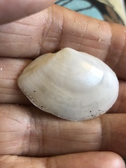 Rexithaerus secta