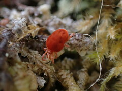 Trombidioidea