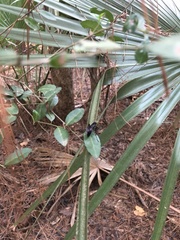 Gnamptopelta obsidianator