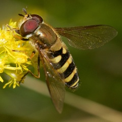 Syrphus torvus